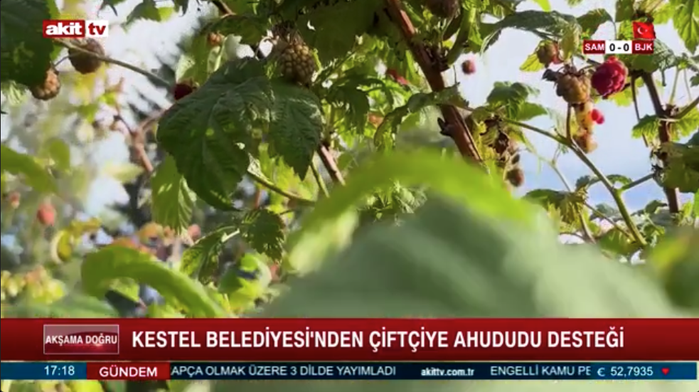 Akit Tv - Kestel Belediyesi'nden Çiftçiye Ahududu Desteği